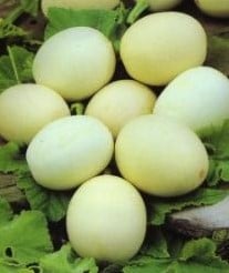 [A-017836] Nest Egg kalebas basiseenheid zaden