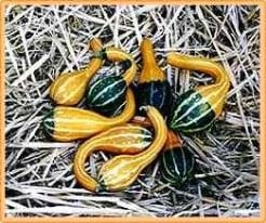 [A-017839] Spoon kalebas basiseenheid zaden