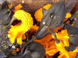 [A-017842] Autumn wings medium kalebas basiseenheid