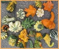 [A-018224] Gremlins mengsel kalebas basiseenheid