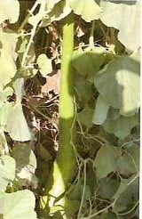 [A-001336] Long Groen Snake Lagenaria Fleskalebas zaden