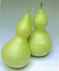 [A-018046] Bottle Gourd Giant Lagenaria basiseenheid