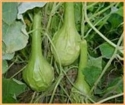 [A-018161] Marenka Limegroen Lagenaria Fleskalebas basiseenheid