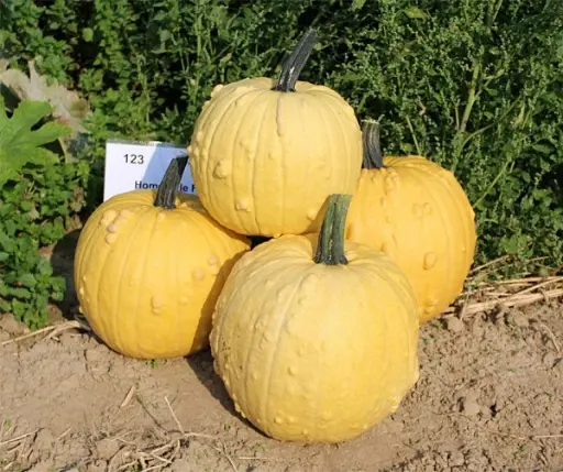 [A-027299-3] Homestyle F1 PMT Halloweenpompoen 50 zaden