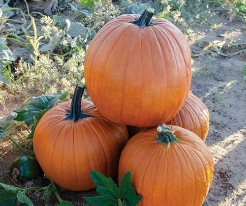 [A-027309-2] Sprinter F1 PMT Halloween pompoen kleinverpakking zaden