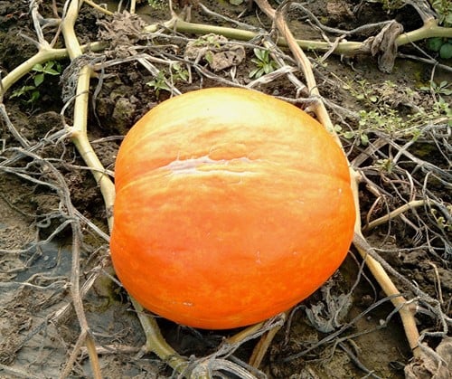 [A-000401] First Prize F1 pompoen 50 zaden