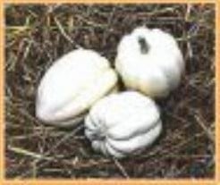 [A-018181] White Swan Acorn pompoen basiseenheid zaden