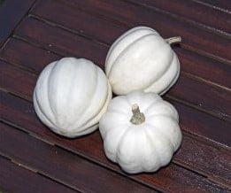 [A-018726] White Pearl Acorn pompoen basiseenheid zaden