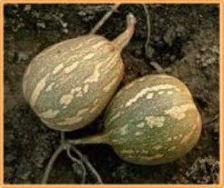 [A-001439] Fairy F1 pompoen zaden