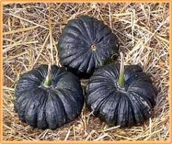 [A-001570] Sri Muang F1 of Fagtong pompoen zaden