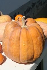 [A-002373] Oskar pompoen 50 zaden