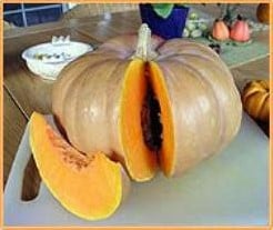 [A-002441] Ibiza Moschata Pompoen 1000 zaden