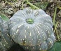 [A-004405] Jackaroo F1 Moschata Pompoen zaden