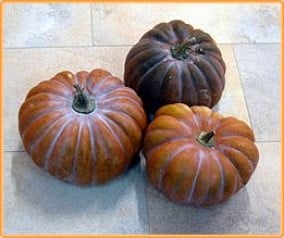 [A-008290] Mini Musk Mini Muskaat kleine muskaatpompoen zaden