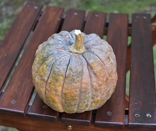 [A-016814] Kogigu Kleine Muskaatpompoen 1000 zaden