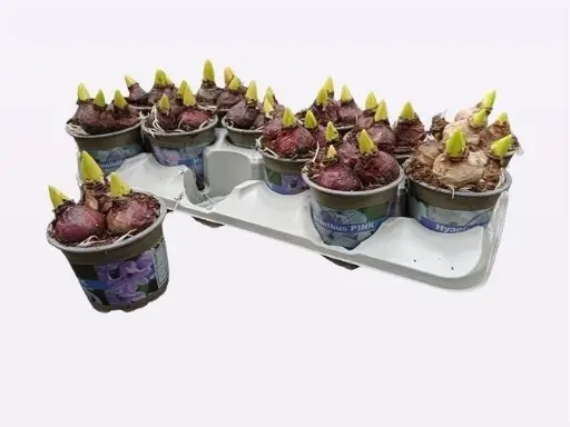 [A-027954] Hyacintenbollen 1 pot met 3 bollen 