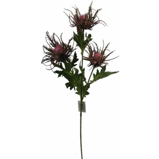 [A-028057] Eryngium Distel Lila Zijdenbloem 67 cm per stuk
